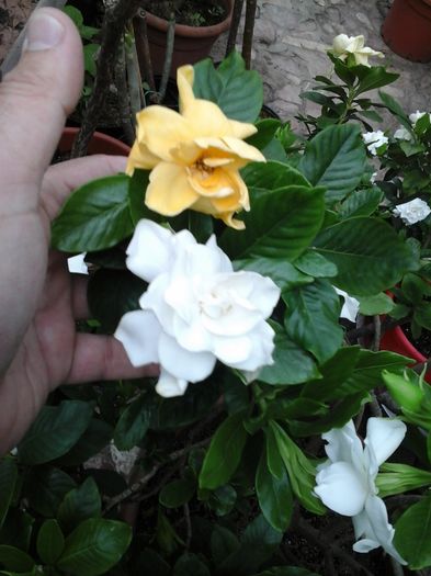20160512_080221 - Gardenia - galbena jasminoidis Aurea 11 ani