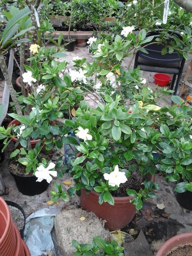 20160512_080234 - Gardenia - galbena jasminoidis Aurea 11 ani