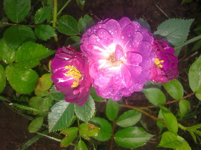 20160525_084149 - Perennial Blue Rose