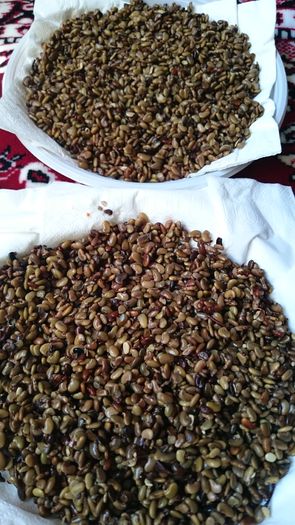 Se pun semintele umflate peste servetelul udat - 1 Salcam germinare seminte 2016