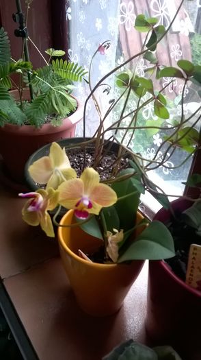 Orhidee mica galbena patata - Primavara 2016