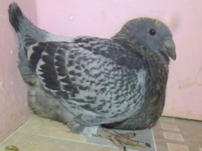 REZERVATA