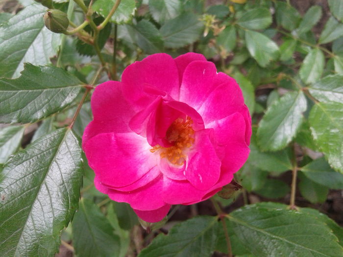20160527_115015 - Greetings Rose