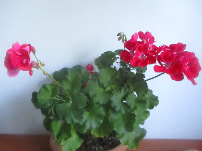 IMG_3215 - Florile mele in mai 2016