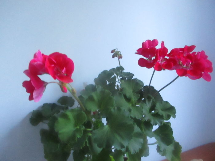 IMG_3220 - Florile mele in mai 2016