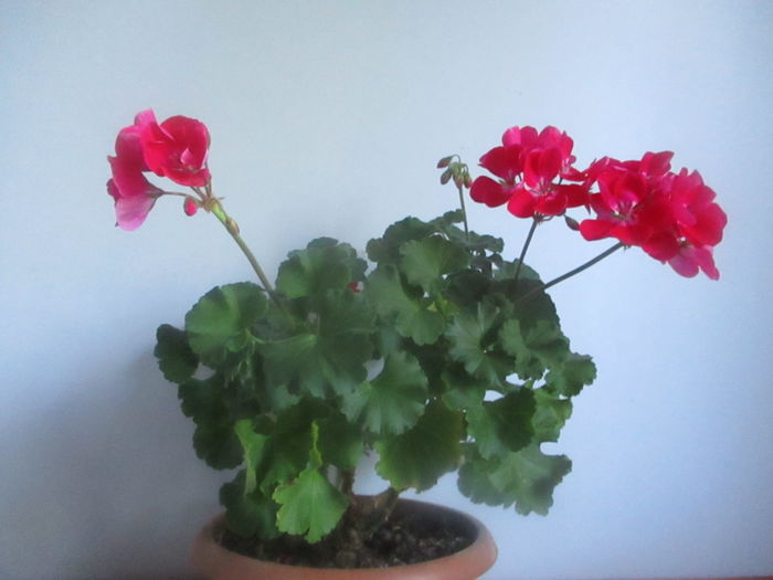 IMG_3222 - Florile mele in mai 2016