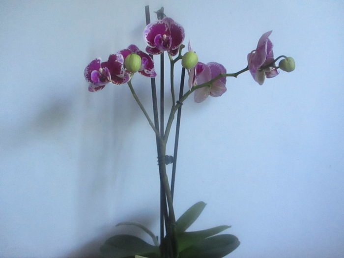IMG_3224 - Florile mele in mai 2016