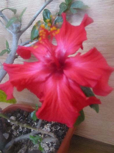 IMG_3232 - Florile mele in mai 2016