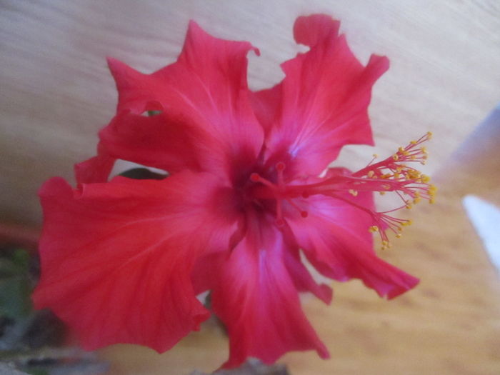 IMG_3233 - Florile mele in mai 2016
