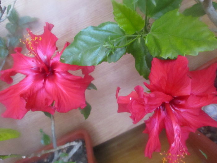 IMG_3235 - Florile mele in mai 2016