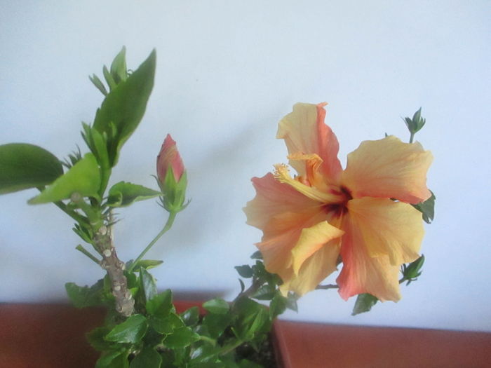 IMG_3239 - Florile mele in mai 2016