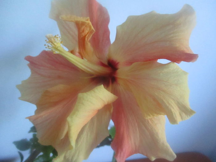 IMG_3240 - Florile mele in mai 2016