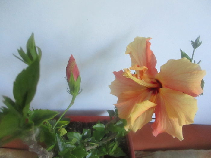 IMG_3241 - Florile mele in mai 2016
