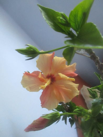 IMG_3242 - Florile mele in mai 2016