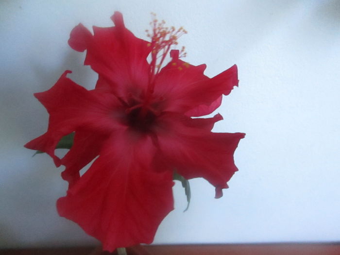 IMG_3243 - Florile mele in mai 2016