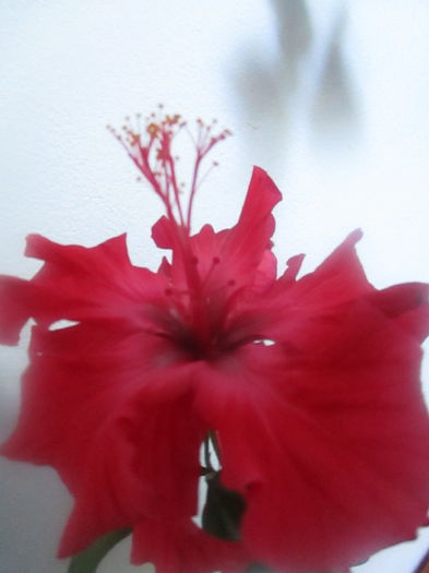 IMG_3244 - Florile mele in mai 2016