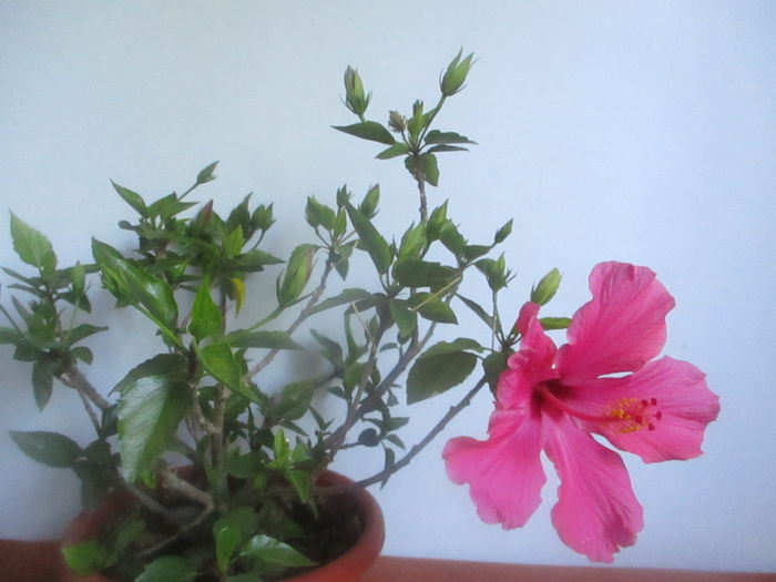 IMG_3248 - Florile mele in mai 2016