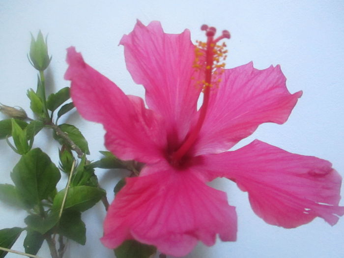 IMG_3249 - Florile mele in mai 2016