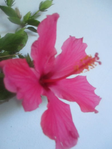 IMG_3251 - Florile mele in mai 2016