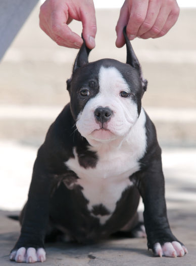 _MG_1715a - American Bully