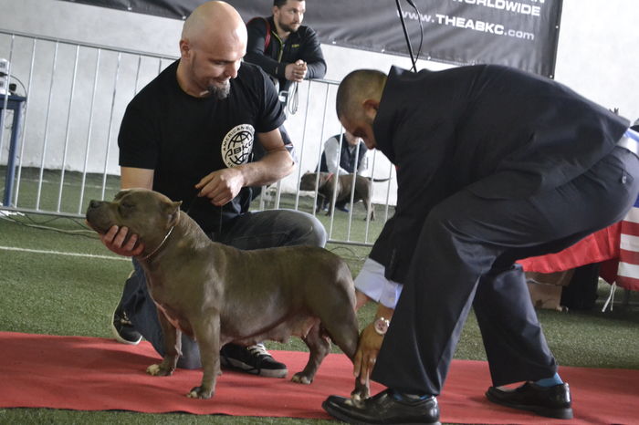 _DSC0441 - American Bully