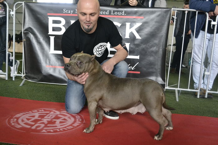 _DSC0446 - American Bully