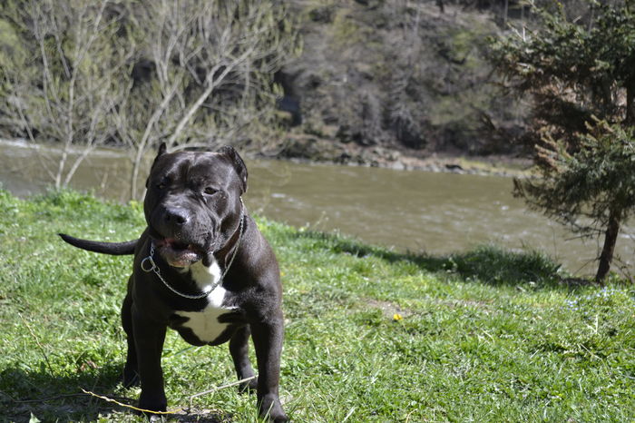 _DSC0828 - American Bully