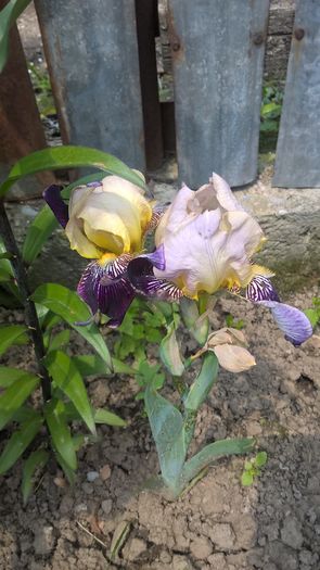 Iris - Flori 2016