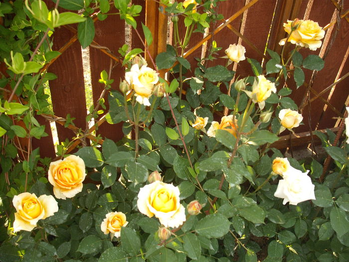 DSCF5102