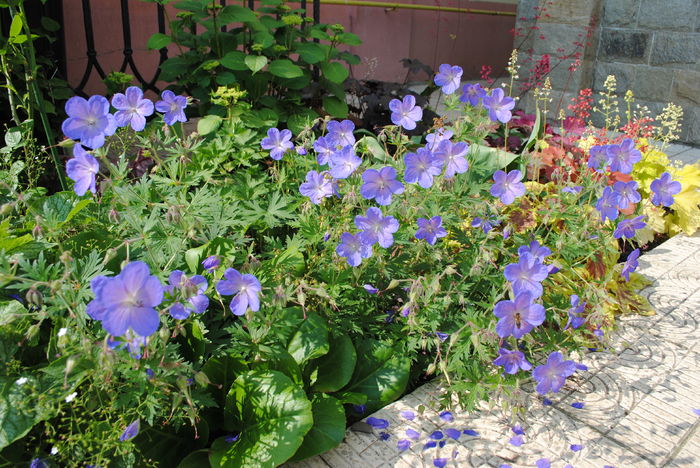 geranium johnsons-blue