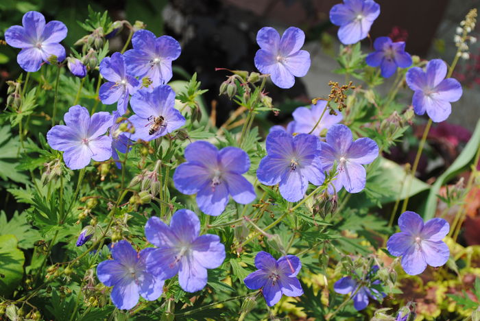 geranium johnsons-blue