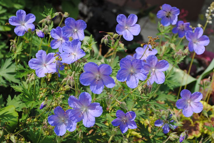 geranium johnsons-blue