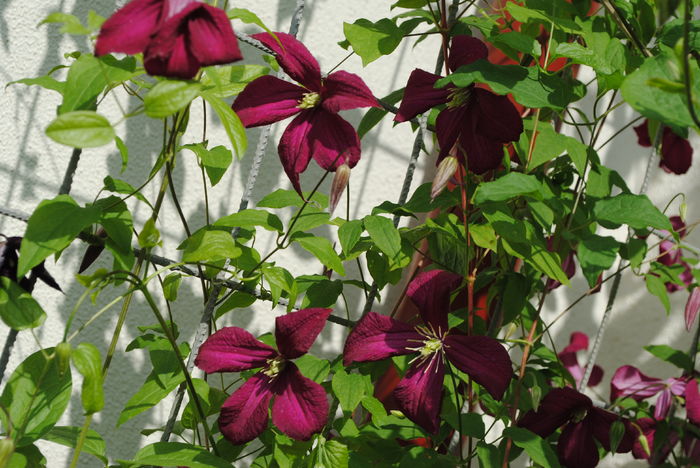 clematis mme julia correvon