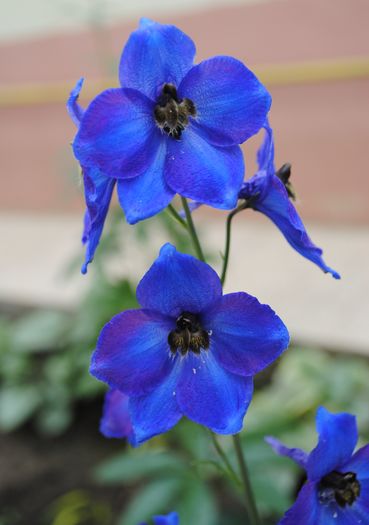 nemtisor peren