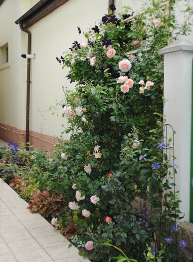 24 mai
