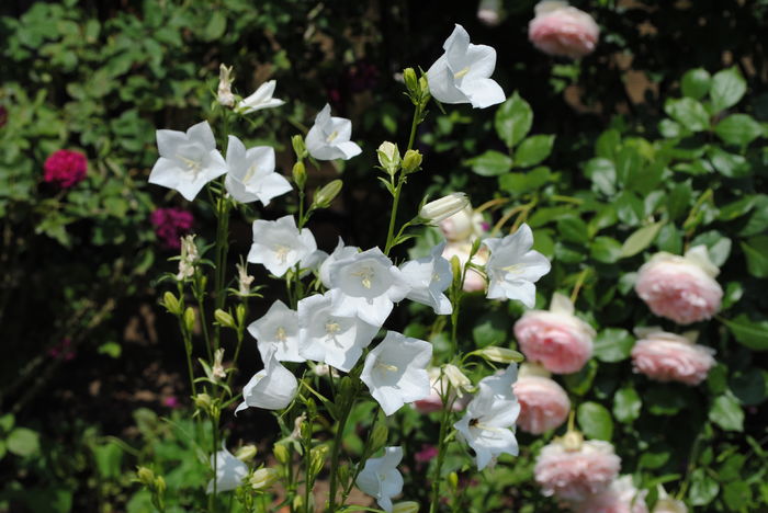 campanula persicifolia Alba