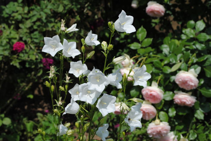 campanula persicifolia Alba