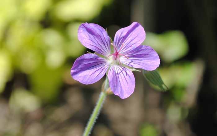 geranium vlassovianum
