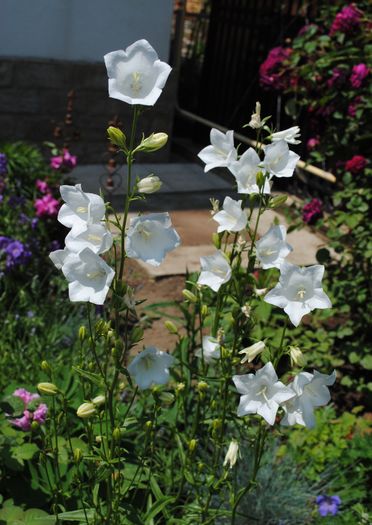 campanula persicifolia Alba