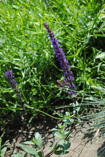 Salvia nemeosa Caradonna