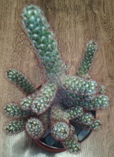 2016-03-03 18.12.21 - CACTUSI 2016