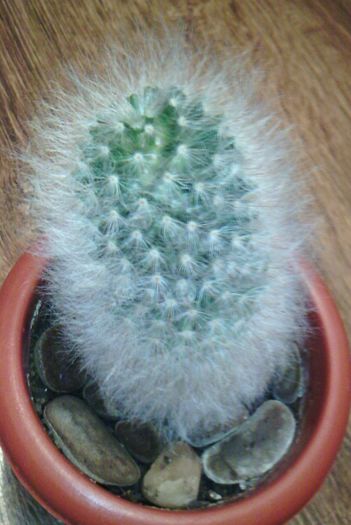 2016-03-03 18.15.53 - CACTUSI 2016