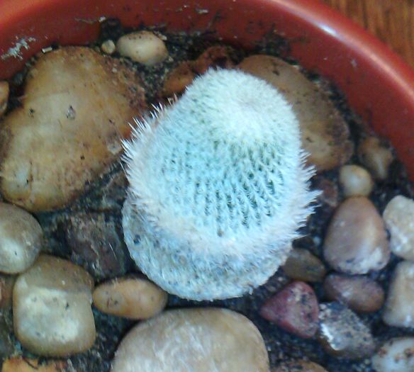 2016-03-03 18.17.08 - CACTUSI 2016