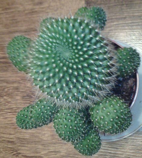 2016-03-03 18.17.27 - CACTUSI 2016