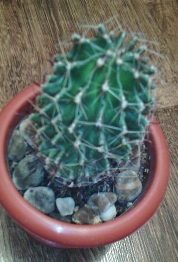 2016-03-03 18.17.58 - CACTUSI 2016