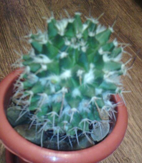 2016-03-03 18.18.19 - CACTUSI 2016