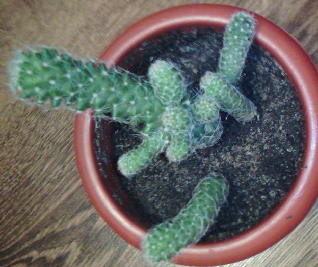 2016-03-03 18.25.27 - CACTUSI 2016