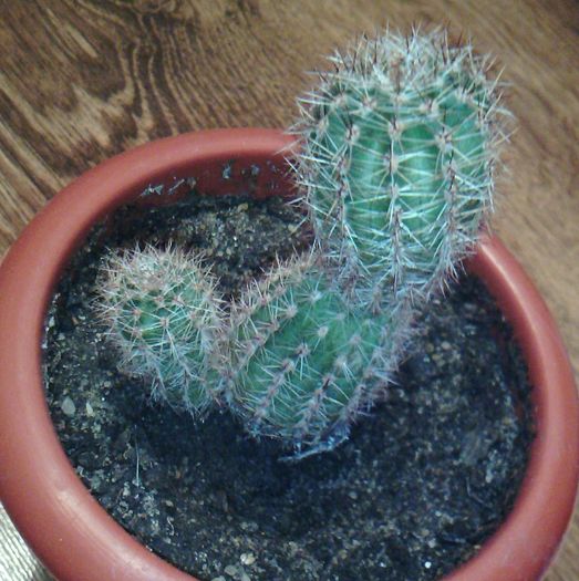 2016-03-03 18.32.29 - CACTUSI 2016