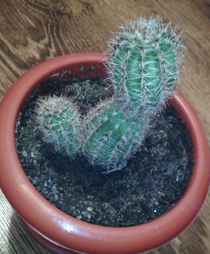 2016-03-03 18.32.29-1 - CACTUSI 2016