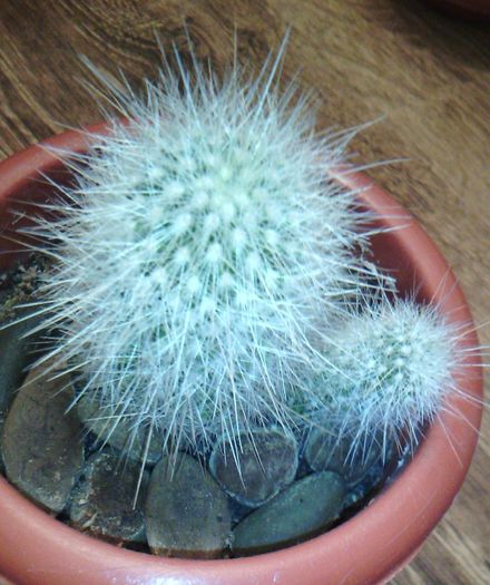 2016-03-03 18.32.59 - CACTUSI 2016